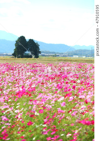 Nagahama's cosmos field Nagahama's cosmos field 47910595