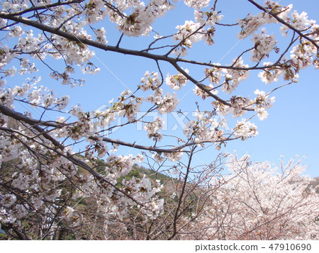 Cherry Blossoms	 47910690