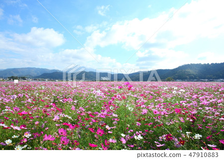 Nagahama's cosmos field Nagahama's cosmos field 47910883