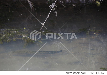 閃電魚（ryugyeo） 47911167