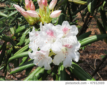 Rhododendron rhododendron 47912089