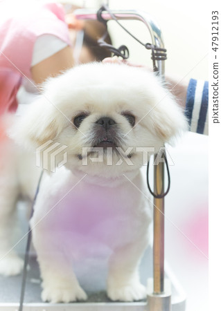 Pekingese 47912193