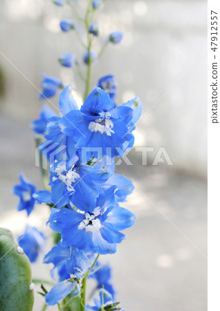 Delphinium (blue) 47912557