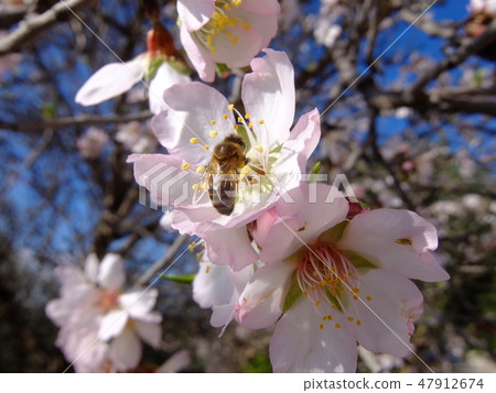 西西里島早春（杏仁花） 47912674