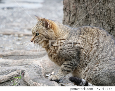 Resting cats Resting cats 47912752