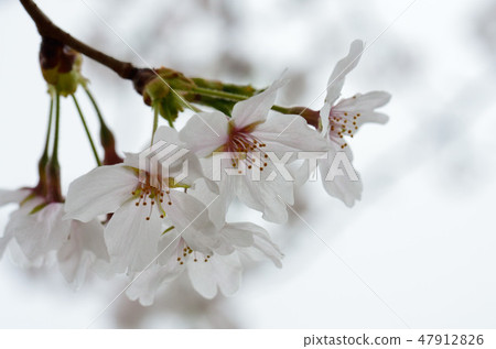 Cloudy sky cherry blossoms Cloudy sky cherry blossoms 47912826