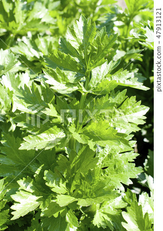 Celery field 47913121