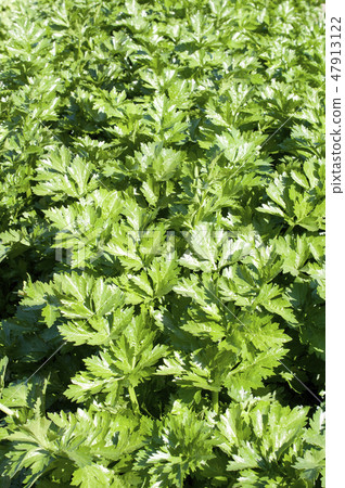 Celery field Celery field 47913122