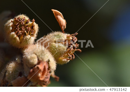 花後枇杷（二月） 47913142