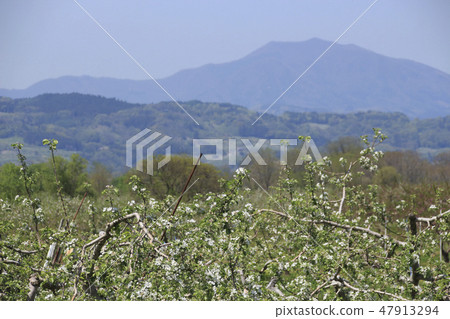 Mt. Myoko in spring and apple field flower Mt. Myoko in spring and apple field flower 47913294