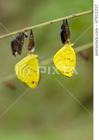 蝴蝶從蛹到出現 47913337