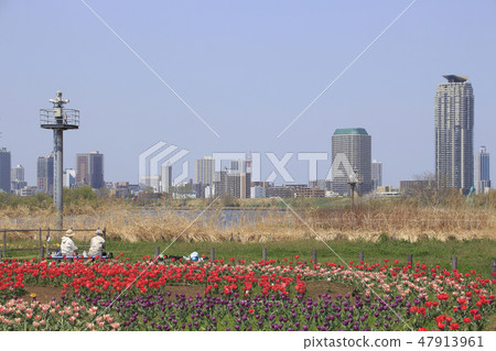 Urban agricultural park Tulip and high-rise apartment group in Kawaguchi city Urban agricultural park Tulip and high-rise apartment group in Kawaguchi city 47913961