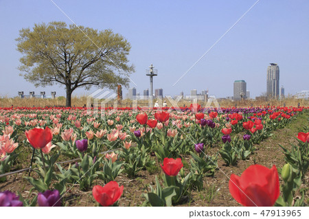 在川口市的城市農業公園鬱金香和高層住宅小組 在川口市的城市農業公園鬱金香和高層住宅小組 47913965