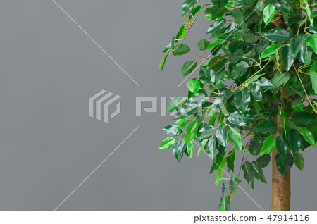 Big ficus tree over grey background, free space Big ficus tree over grey background, free space 47914116