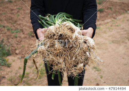 person with calcots, onions typical of Catalonia 47914494