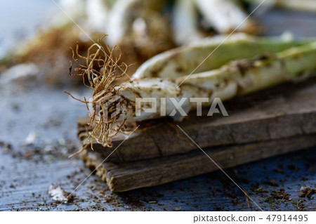 raw calcots, onions typical of Catalonia, Spain 47914495