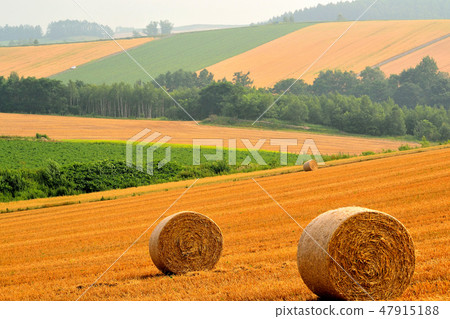 希爾的草卷 希爾的草卷 47915188