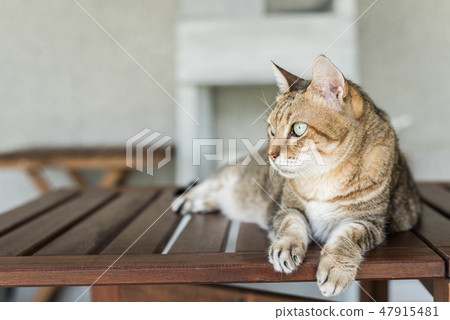 tabby cat sit 47915481