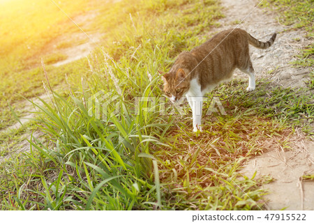 cat walk in the outdoor cat walk in the outdoor 47915522