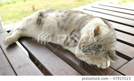 cute sleeping cat cute sleeping cat 47915523