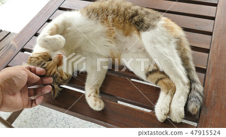 touch sleeping cat touch sleeping cat 47915524