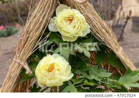 Peony TAITO-ku，東京 47917024