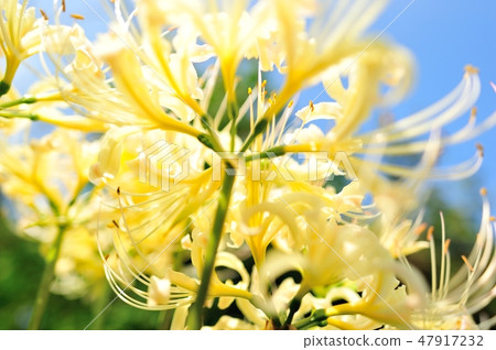 Looking down from the bottom, the white rose pear flower stamina 47917232