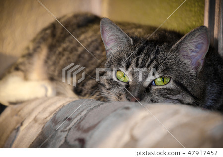 Lying cat on the couch Lying cat on the couch 47917452