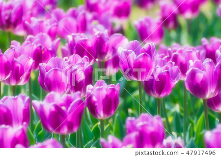 紫色鬱金香 47917496
