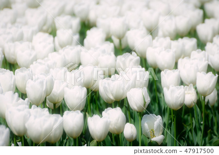 White tulip 47917500