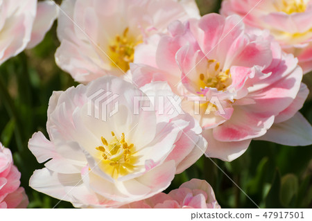 Gorgeous tulip angelique 47917501