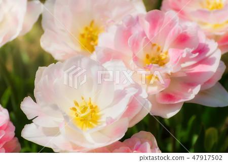 Gorgeous tulip angelique 47917502
