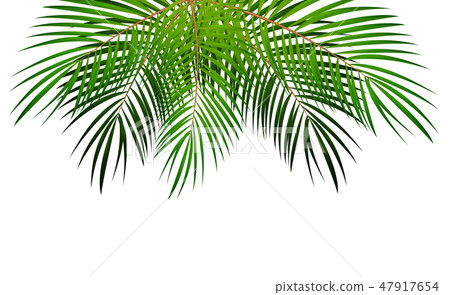 Palm Leaf Vector Background Illustration 47917654