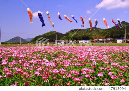 Kasuga brick festival (Kasuga-machi in Sasayama city) Carp streamers swimming in the sky 47918094