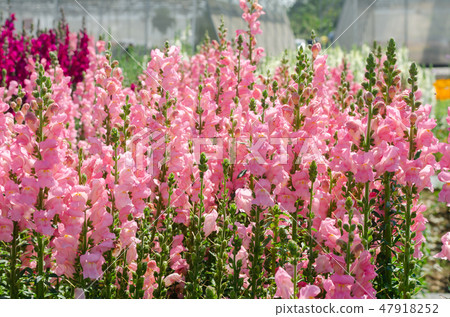 colorful flower of Snapdragon or Antirrhinum majus colorful flower of Snapdragon or Antirrhinum majus 47918252