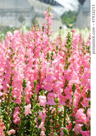 colorful flower of Snapdragon or Antirrhinum majus 47918253