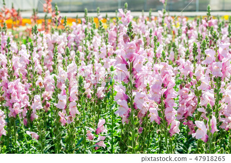 colorful flower of Snapdragon or Antirrhinum majus 47918265
