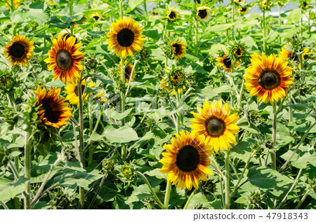 beautiful Sunflower or Helianthus annuus in field 47918343