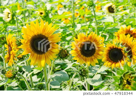 beautiful Sunflower or Helianthus annuus in field 47918344