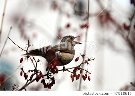 山茱萸鵯在樹上 山茱萸鵯在樹上 47918615