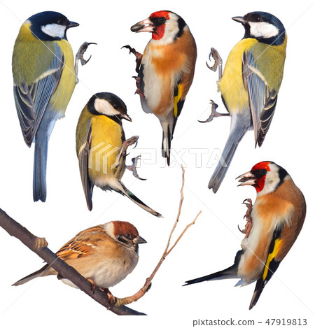 Birds Isolated Birds Isolated 47919813