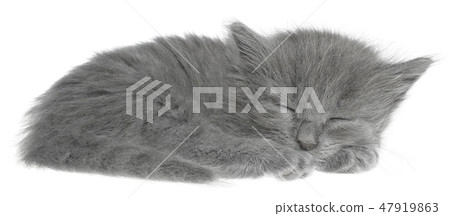 Small kitten 47919863
