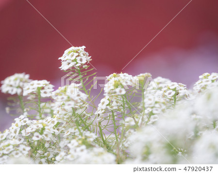 白花 白花 47920437