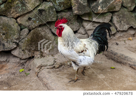 chicken chicken 47920678