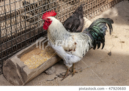 chicken chicken 47920680