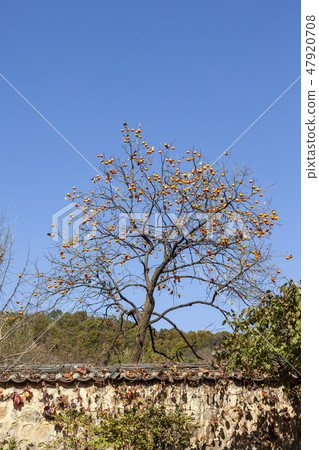 Yongin Folk Village 47920708