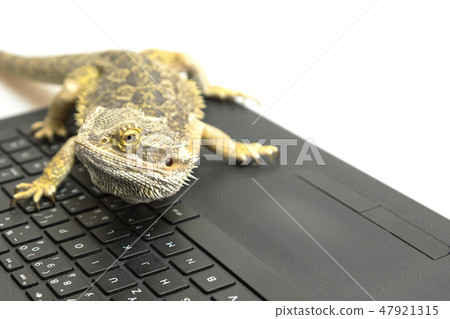 Agama lizard on the notebook Agama lizard on the notebook 47921315