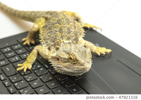 Front view of Agama lizard lying on a notebook Front view of Agama lizard lying on a notebook 47921316