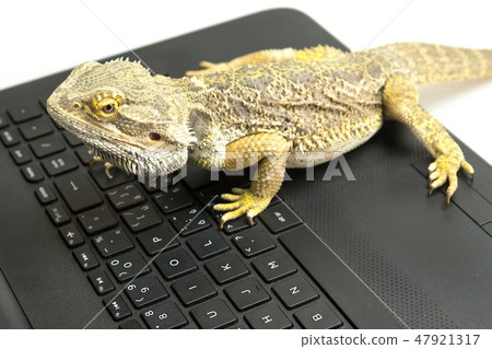 Agama lizard Agama lizard 47921317
