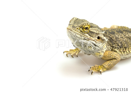 Agama lizard on the white Agama lizard on the white 47921318
